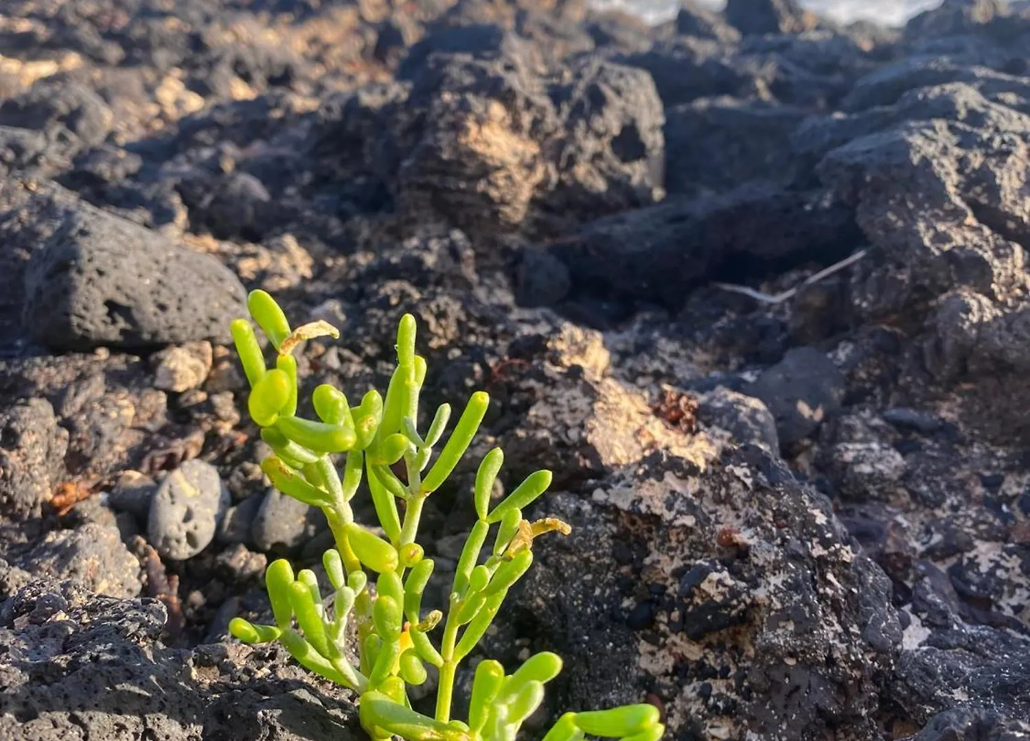 El Rincon Del Cangrejo Corralejo